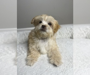 Akita Puppy for sale in VALDOSTA, GA, USA