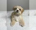 Small Photo #1 Maltipoo Puppy For Sale in VALDOSTA, GA, USA