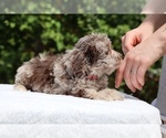 Small #19 ShihPoo