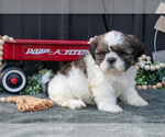 Puppy Mallory Shih Tzu