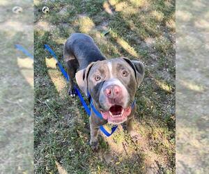 Mutt Dogs for adoption in Boston, MA, USA