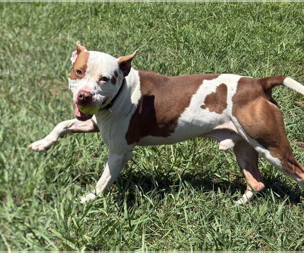Medium Photo #2 American Pit Bull Terrier Puppy For Sale in Virginia Beach, VA, USA