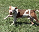 Small #1 American Pit Bull Terrier