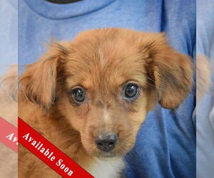 Australian Shepherd-Unknown Mix Dogs for adoption in Huntley, IL, USA