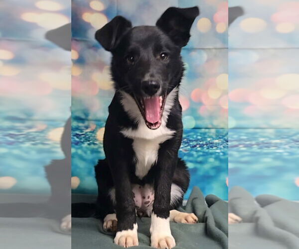 Medium Photo #2 Border Collie-Unknown Mix Puppy For Sale in Lakewood, CO, USA