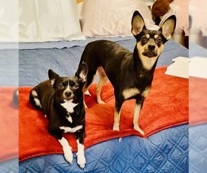 Mutt Dogs for adoption in High Point, NC, USA