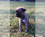 Small Photo #15 Buggs Puppy For Sale in WEST PLAINS, MO, USA