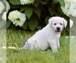 Small #3 Labrador Retriever