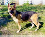 Small Photo #4 German Shepherd Dog Puppy For Sale in Woodland Hills, CA, USA