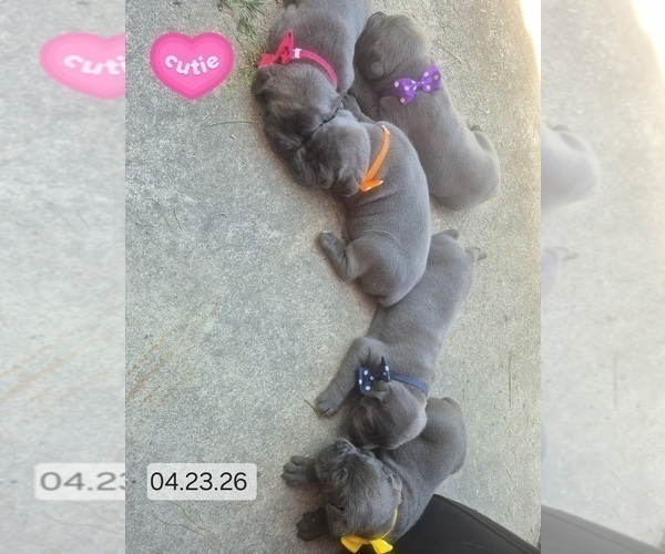 Medium Photo #26 Cane Corso Puppy For Sale in COLUMBIA, SC, USA