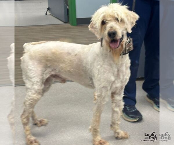 Medium Photo #3 Labradoodle Puppy For Sale in Washington, DC, USA