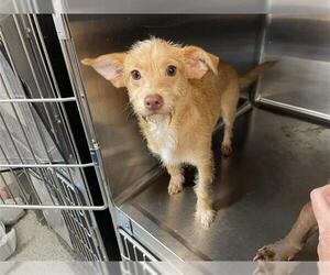 Chihuahua Dogs for adoption in Houston, TX, USA