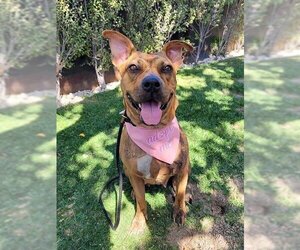 Avia - Female American Staffordshire Terrier-Boxer Mix Dog for Adoption - Photo #6