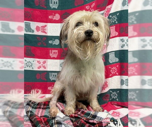 Medium Photo #3 Mutt Puppy For Sale in Wetumpka, AL, USA