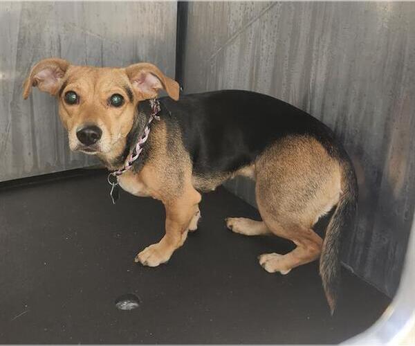 Medium Photo #1 Chiweenie Puppy For Sale in San Antonio, TX, USA