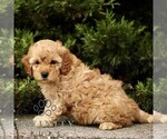 Small #3 Goldendoodle (Miniature)