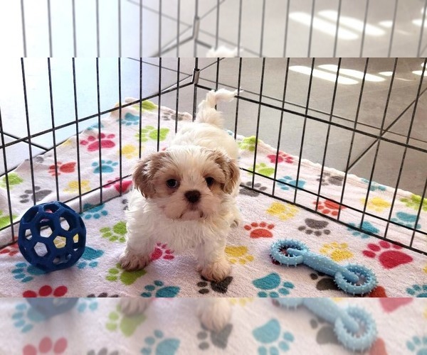 Medium Photo #12 Shih Tzu Puppy For Sale in ORO VALLEY, AZ, USA