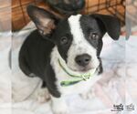 Small #6 Labrador Retriever Mix