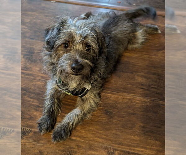 Medium Photo #1 Cairn Terrier-Unknown Mix Puppy For Sale in Clarkston, MI, USA