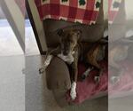 Small #1 American Pit Bull Terrier