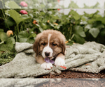 Small Photo #4 Bernese Mountain Dog-Caucasian Shepherd Dog Mix Puppy For Sale in STEVENS, PA, USA