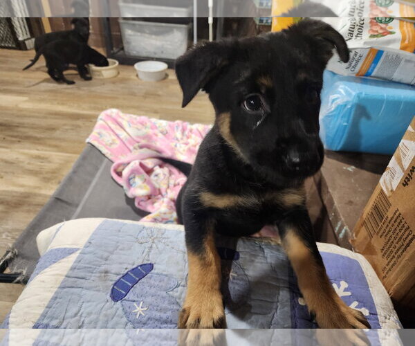Medium Photo #3 Labrador Retriever-Unknown Mix Puppy For Sale in Marine City, MI, USA