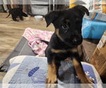 Small #2 Labrador Retriever Mix