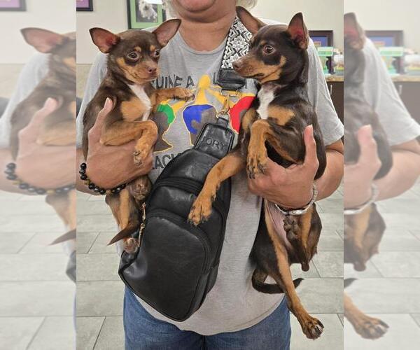 Medium Photo #4 Chihuahua Puppy For Sale in San Antonio, TX, USA