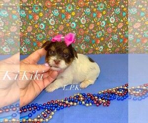 Yorkshire Terrier Puppy for sale in WINNSBORO, LA, USA