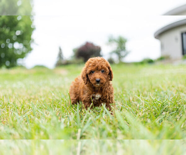 Medium Photo #6 Goldendoodle (Miniature) Puppy For Sale in WARSAW, IN, USA