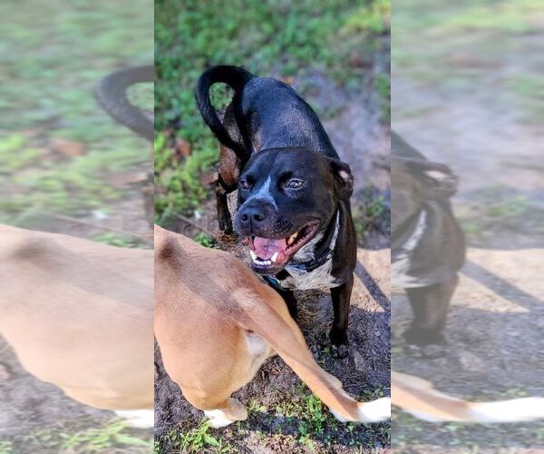 Medium Photo #4 American Staffordshire Terrier-Unknown Mix Puppy For Sale in columbia, SC, USA