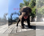 Small Photo #5 Labrador Retriever Puppy For Sale in ESCONDIDO, CA, USA