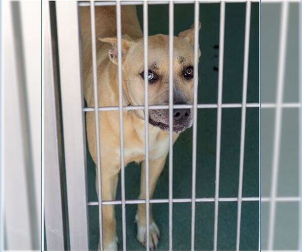 Medium Photo #1 Labrador Retriever-Unknown Mix Puppy For Sale in Pasadena, CA, USA