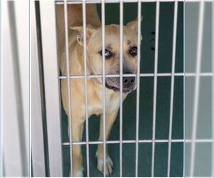 Labrador Retriever-Unknown Mix Dogs for adoption in Pasadena, CA, USA