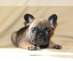 Small Photo #2 French Bulldog Puppy For Sale in CLARKSVILLE, MD, USA
