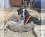 Small #4 German Shorthaired Pointer Mix