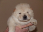 Puppy 0 Chow Chow