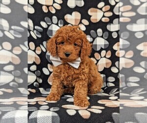 Cockapoo-Poodle (Miniature) Mix Puppy for sale in NOTTINGHAM, PA, USA