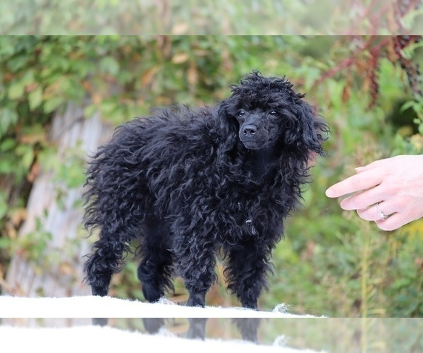 Medium Photo #10 Poodle (Miniature) Puppy For Sale in DYERSBURG, TN, USA