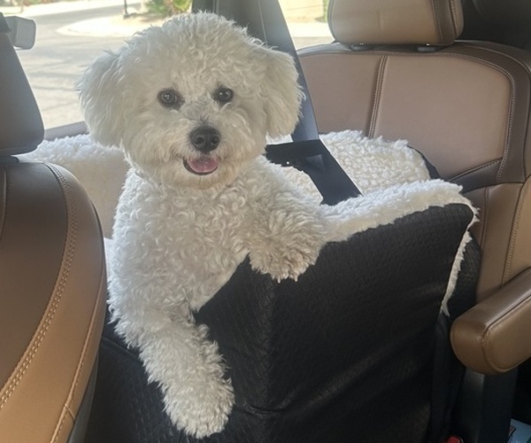 Medium Photo #1 Bichon Frise Puppy For Sale in TEMPE, AZ, USA
