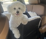 Small Bichon Frise