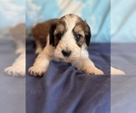 Copper - Male Bernedoodle (Miniature) Puppy for Sale - Photo #10