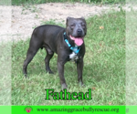 Small #21 American Pit Bull Terrier Mix