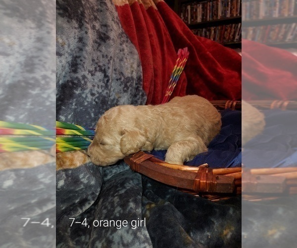 Medium Photo #39 Bordoodle Puppy For Sale in COPPERAS COVE, TX, USA