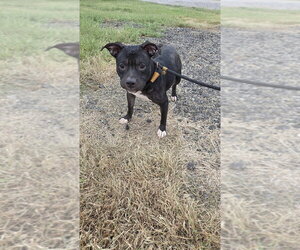 Stella Fay - Female Mutt Dog for Adoption - Photo #3