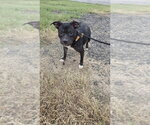 Small Photo #3 Mutt Puppy For Sale in Evansville, IN, USA