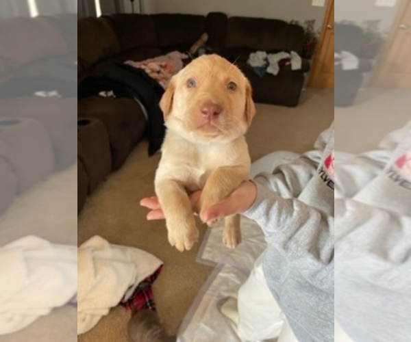 Medium Photo #2 Labrador Retriever Puppy For Sale in HEDRICK, IA, USA