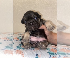 French Bulldog Puppy for sale in GERBER, CA, USA
