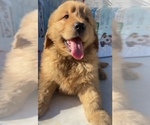 Small Golden Retriever