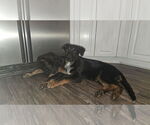 Small #2 German Shepherd Dog
